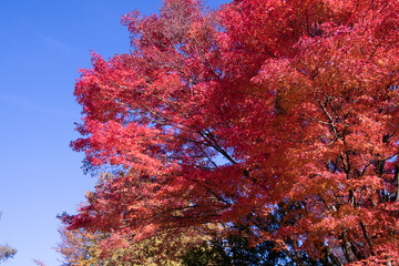 Fototapeta na wymiar Bright foliage colors in Autumn, Riehen Switzerland