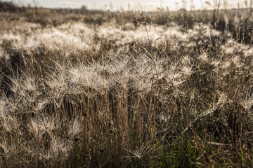 Fototapeta premium Autumn scenery in Malmö Skåne Sweden