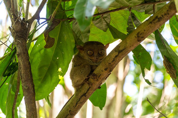 Tarsier in Bohol Conservation Area on a sunny day, Philippines