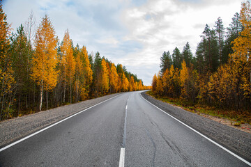 Asphalt road in the autumn forest. Travels.