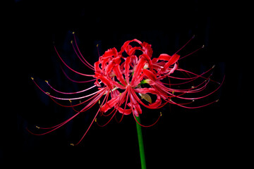 Spider lily