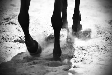 Black and white image of the legs of a black horse that runs on the sand, kicking up dust with its...