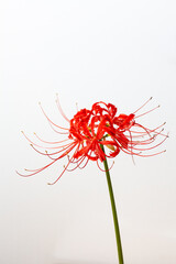 Spider Lily