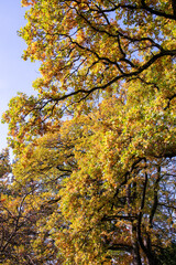 Bright foliage colors in Autumn, Riehen Switzerland