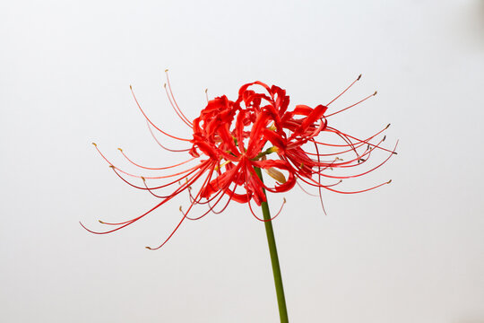 Meaning spider lily Spider Lily