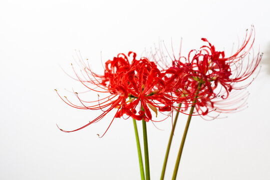 Spider Lilies