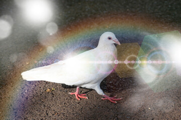白い鳩
