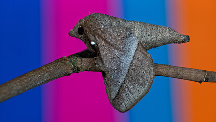 moths of kerala  and india