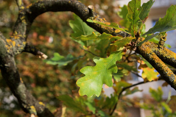 autumn oak leaf on the old tree branch with moss