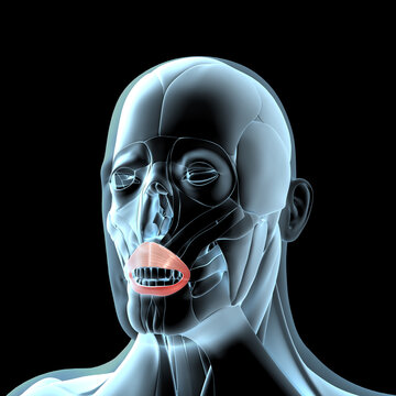 3d Illustration of the Orbiculari Oris Muscles on Xray Musculature