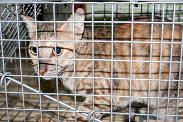 Stray cats captured in Abu Dhabi waiting to be tagged, neutered and released