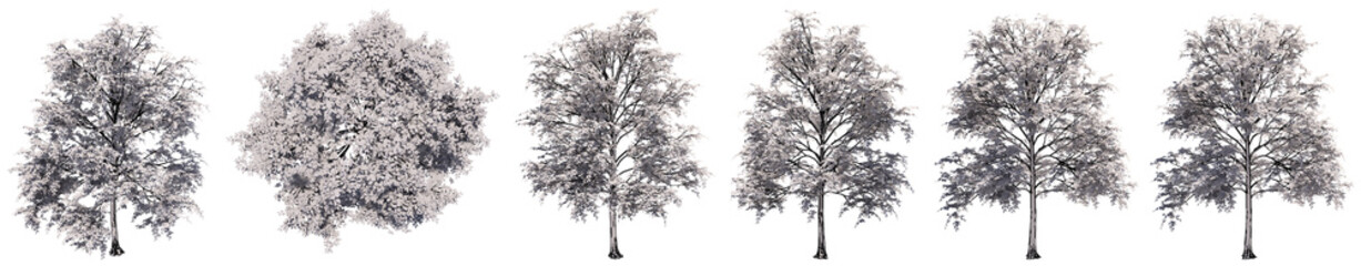 Set or collection of drawings of Elm trees isolated on white background . Concept or conceptual 3d illustration for nature, ecology and conservation, strength and endurance, force and life