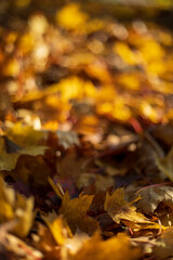 Fallen autumn maple leaves lying on the ground under sunset light. Shallow depth of field. Selective focus at the central leaf.