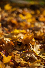 Fallen autumn maple leaves lying on the ground under sunset light. Shallow depth of field. Selective focus at the central leaf.