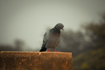 Pigeon on the wall