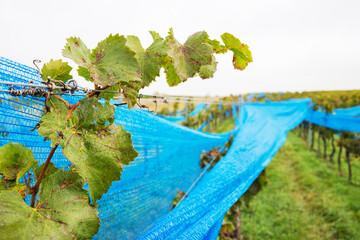 Fototapeta na wymiar Blue web in a vineyard protection from birds
