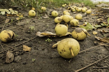ripe pears on the ground in an abandoned autumn garden