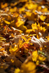 Fallen autumn maple leaves lying on the ground under sunset light. Shallow depth of field. Selective focus at the central leaf.