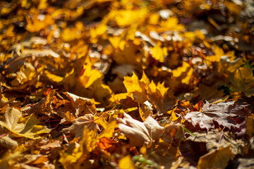 Fallen autumn maple leaves lying on the ground under sunset light. Shallow depth of field. Selective focus at the central leaf.