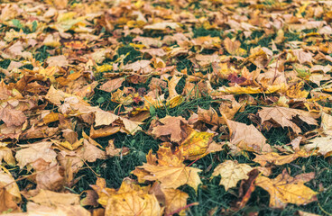 Colorful yellow autumn leaves of a maple in the autumn forest	