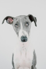 A small gray whippet in the studio

