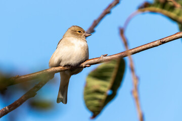 Hedge sparrow or Dunnock, (Prunella modularis) bird perched on a shrub branch which is a common garden songbird bird found in the UK and Europe stock photo image
