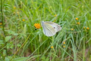 yellow flower and small cabbage white butterfly