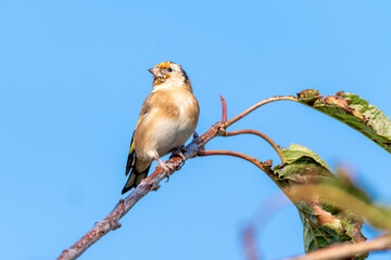 Goldfinch (Carduelis carduelis) bird perched on a shrub branch which is a common garden songbird bird found in the UK and Europe, portrait stock image photo
