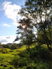 Fototapeta premium landscape with trees
