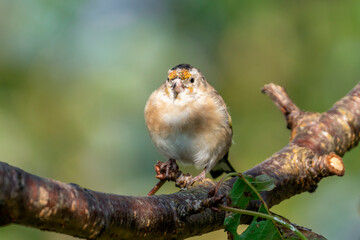Goldfinch (Carduelis carduelis) bird perched on a shrub branch which is a common garden songbird bird found in the UK and Europe, portrait stock image photo