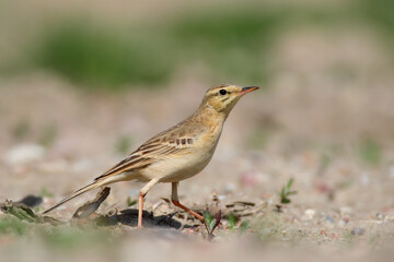 Tawny pipit. Bird in spring. Anthus campestris