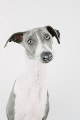A small gray whippet in the studio

