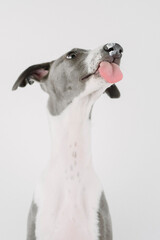 A small gray whippet in the studio

