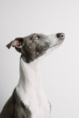 A small gray whippet in the studio

