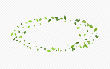 Olive Foliage Abstract Vector Transparent 