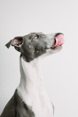 A small gray whippet in the studio


