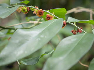 sweet vegetable on a tree
