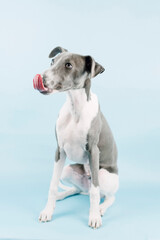 A small gray whippet in the studio

