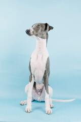 A small gray whippet in the studio

