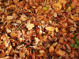 Background autumn leaves in the forest