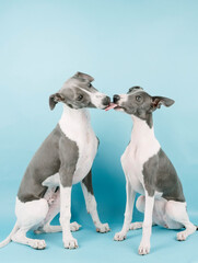 A few little whippet brothers in the studio