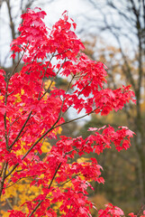 Red leaves in autumn