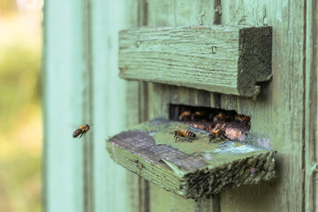 Group of bees at beehive entrance, stock photo