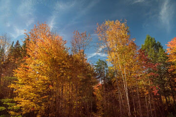 Colorful autumn forest against the blue sky. Multicolored trees on a sunny autumn day.