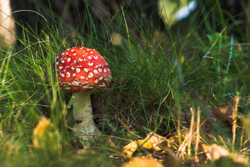 Toxic and hallucinogen red mushroom Fly Agaric