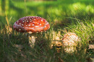 Toxic and hallucinogen red mushroom Fly Agaric