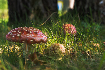Toxic and hallucinogen red mushroom Fly Agaric
