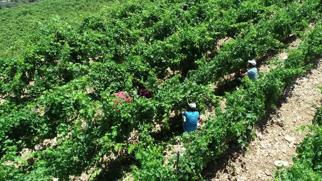 Workers harvesting grapes in the vineyard. Aerial view of the green vineyard with people working. Wine in progress. Harvest season