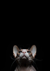 
Sphynx cat looks up. On a black background. The gaze is riveted to the center of the image.