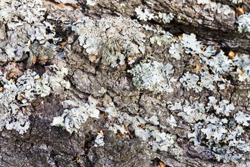 Natural textured background of birch bark close-up. Selective focus.